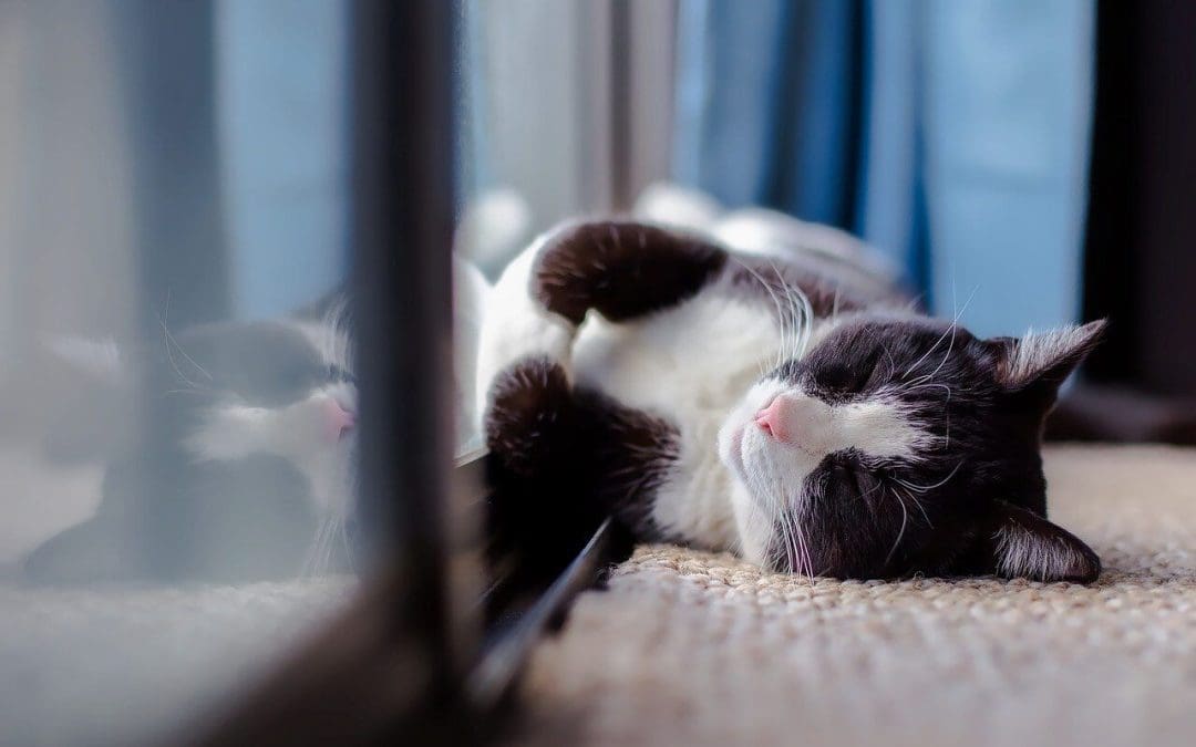5 House Cleaning Tips for Pet Owners