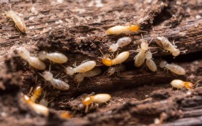 Prevent Termites in the Home