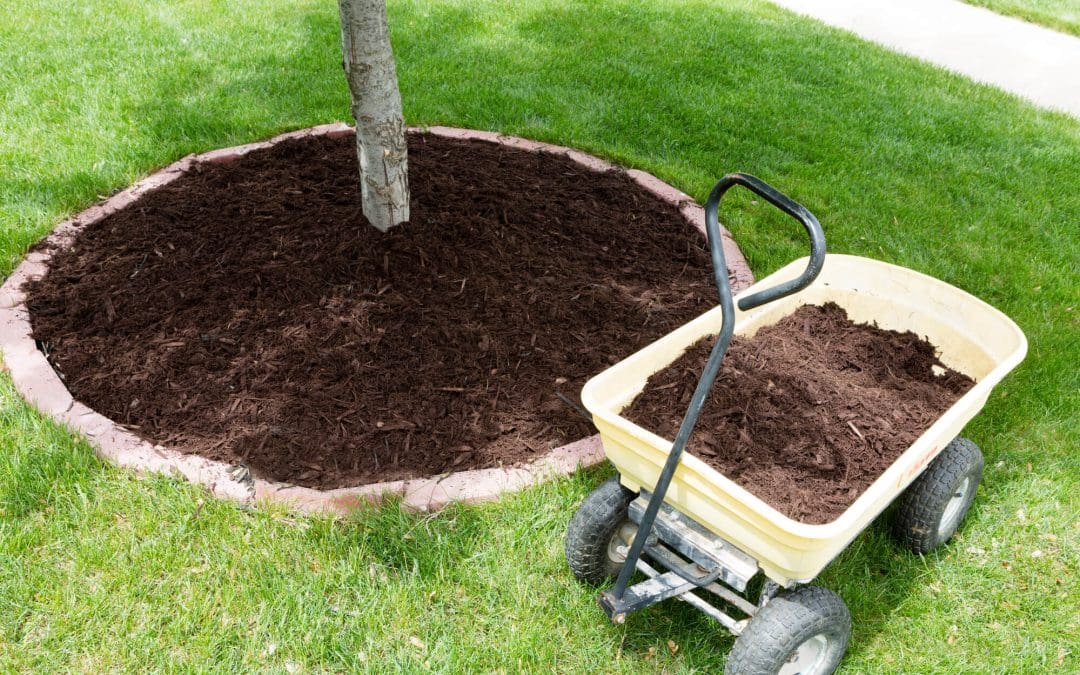 5 Tree Maintenance Tips to Help Your Trees Thrive