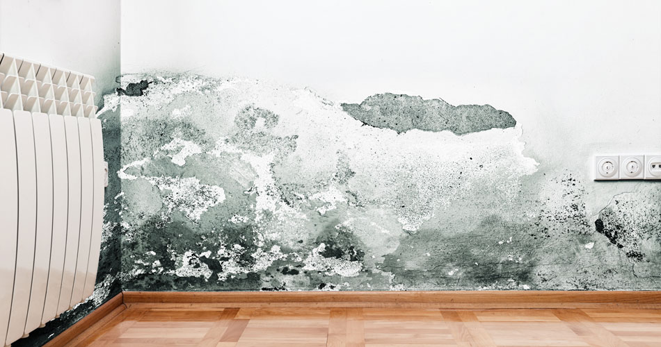 Mold-Testing Mold Testing Inspection Services