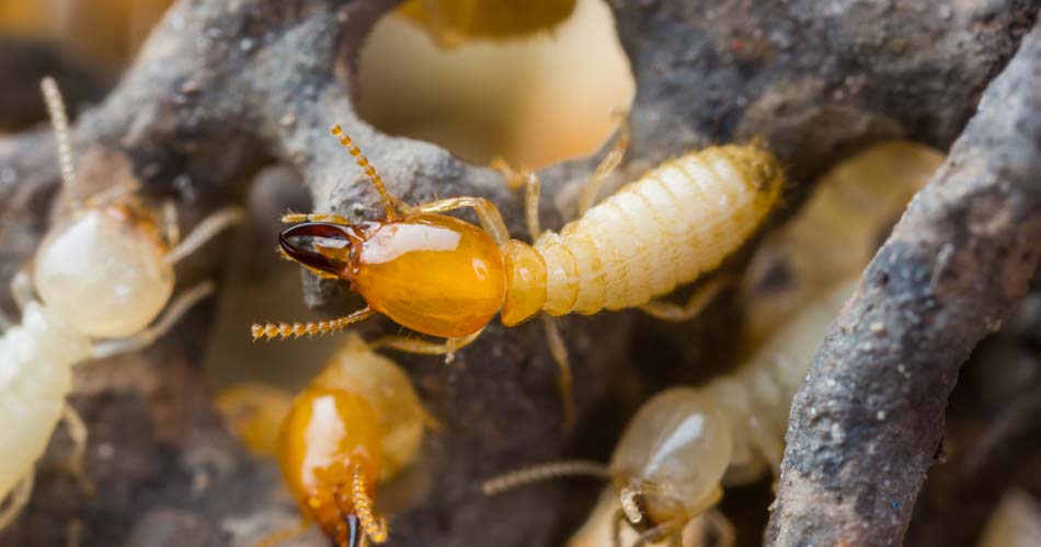 WDO-Termite WDO Termite Inspection Services