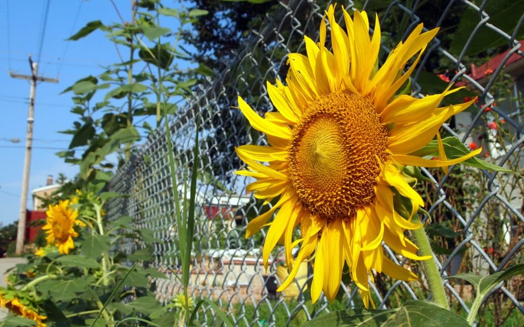 Fencing Materials: The Pros and Cons of 5 Different Options
